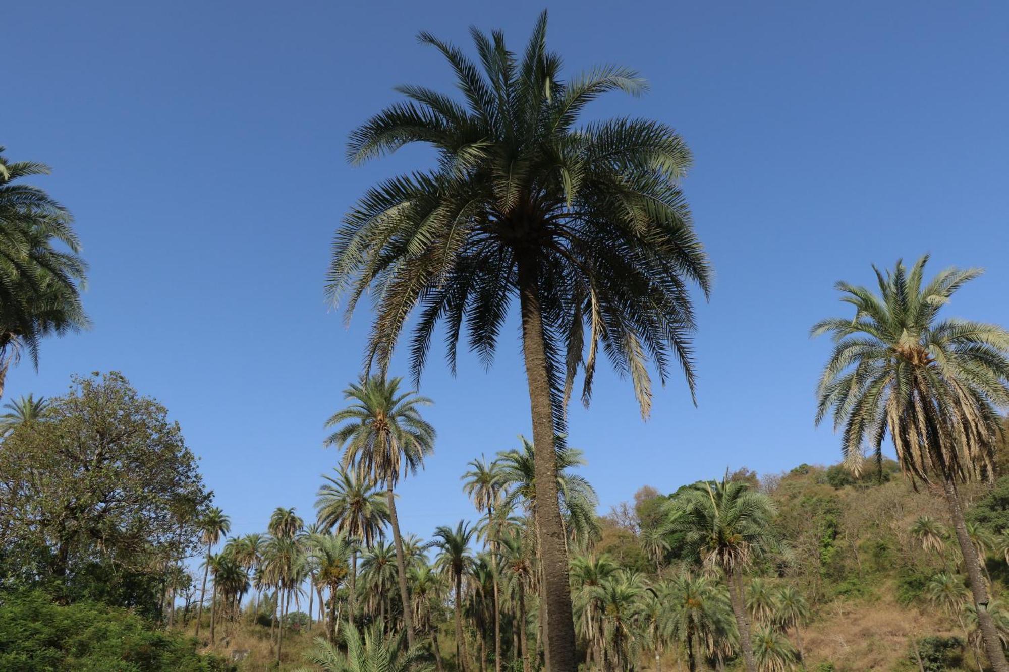 Hari Niwas - A Boutique Garden Resort Mount Abu Luaran gambar